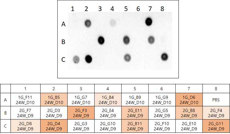 1, 2group 24-well plate dot blot (2Vector)