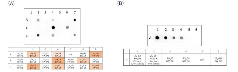 (A, B). 1, 2group batch culture test dot blot in 6-well plate (2Vector)