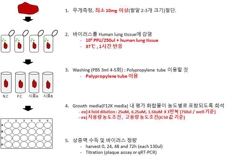 인체 폐조직에서 SARS-CoV-2 바이러스에 대한 성장특성 분석 및 항바이러스 효능평가 모식도