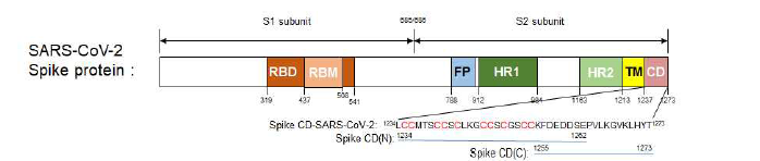 SARS-CoV-2 spike protein의 구조 및 c-terminal domain(Spike CD)의 아미노산 서열