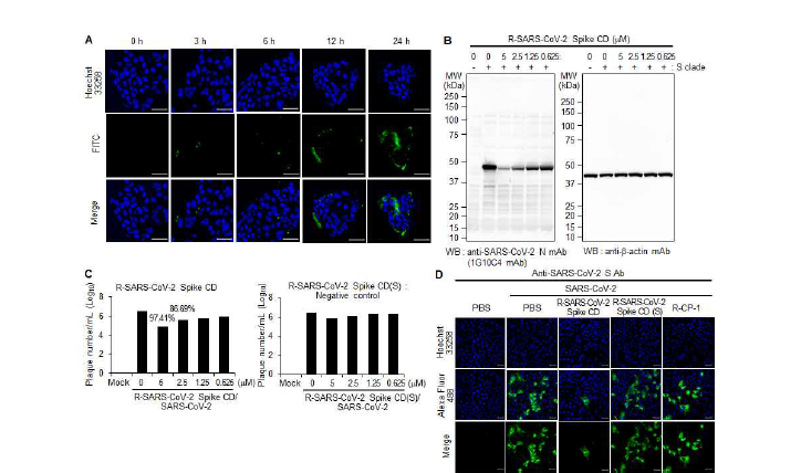 세포투과성 Spike CD 펩타이드에 의한 SARS-CoV-2 세포감염 억제 효과. (A) 세포투과성 SARS-CoV-2 Spike CD 펩타이드에 FITC를 결합시키고 Calu-3 세포주에 투여하고 일정시간 간격으로 펩타이드 의 세포 투과를 confocal image로 분석한 결과. (B) Vero 세포주에 0.1 MOI의 SARS-CoV-2를 감염시키고 6 시간 후에 세포투과성 SARS-CoV-2 Spike CD 펩타이드를 농도별로 처리하고 42 시간 후에 N 단백질을 Western blotting으로 확인한 결과. (C) Vero 세포주에 0.1 MOI의 SARS-CoV-2를 감염시키고 6 시간 후에 세 포투과성 SARS-CoV-2 Spike CD 펩타이드를 농도별로 처리하고 42 시간 후에 세포배양액에서 바이러스를 플라 크 형성시험을 통하여 확인한 결과. (D) Vero 세포주에 0.1 MOI의 SARS-CoV-2를 감염시키고 6 시간 후에 세 포투과성 SARS-CoV-2 Spike CD 펩타이드를 농도별로 처리하고 42 시간 후에 N 단백질을 confocal image로 분석한 결과.
