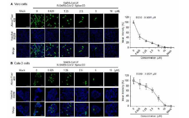 Vero 세포주(A) 및 Calu-3 세포주(B)에 0.1 MOI의 SARS-CoV-2를 감염시키고 (n=3) 6 시간 후에 세포투과성 SARS-CoV-2 Spike CD 펩타이드를 농도별로 처리하고 42 시간 후에 N 단백질을 confocal image 로 분석하여 EC50를 확인한 결과.