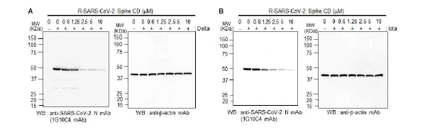 세포투과성 Spike CD 펩타이드에 의한 SARS-CoV-2 변이주 세포감염 억제 효과. Vero 세포주에 0.1 MOI의 SARS-CoV-2 델타 변이주(A) 및 이오타 변이주(B)를 감염시키고 6 시간 후에 세포투과성 SARS-CoV-2 Spike CD 펩타이드(R-SARS-CoV-2 Spike CD)를 농도별로 처리하고 42 시간 후에 N 단백질을 Western blotting으로 확인한 결과.