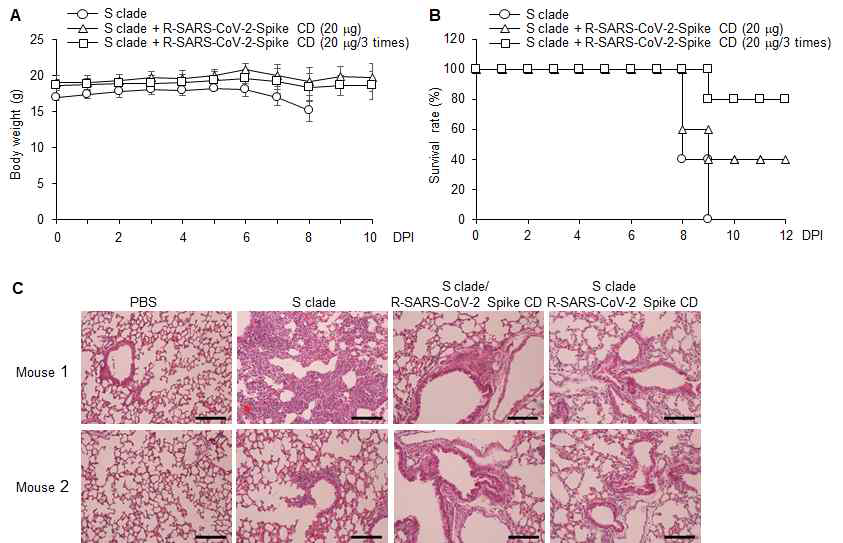 hACE2 Tg 마우스에 SARS-CoV-2 S clade 를 2x105 pfu/마우스로 비강을 통하여 감염시키고 1시간 후, 2일 및 4일 후에 세포투과성 SARS-CoV-2 Spike CD 펩타이드(20 μg/마우스) 흡입(비강)투여한 후 마우스 의 몸무게 및 생존율을 관찰한 실험 (n=5).(A) 몸무게 측정. (B) Survival rate 측정. (C) 폐조직의 H&E 염색