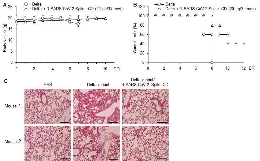 hACE2 Tg 마우스에 SARS-CoV-2 델타 변이주를 비강을 통하여 감염시키고 1시간 후, 2일 및 4일 후 에 세포투과성 SARS-CoV-2 Spike CD 펩타이드(20 μg/마우스) 흡입(비강)투여한 후 마우스의 몸무게 및 생존 율을 관찰한 실험 (n=5).(A) 몸무게 측정. (B) Survival rate 측정. (C) 폐조직의 H&E 염색