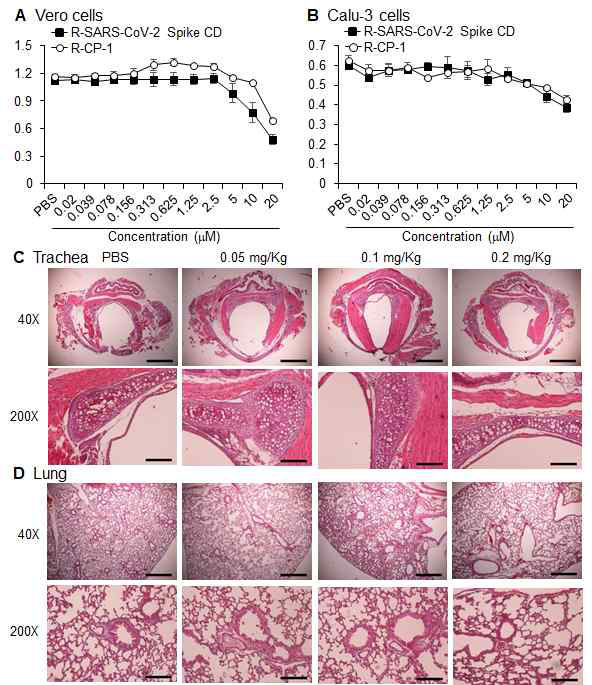 (A, B) 세포투과성 SARS-CoV-2 Spike CD 펩타이드가 세포 성장에 영향을 주는지 Vero 세포주(A) 및 Calu-3 세포주(B)에 농도별로 처리하고 48시간 후 CCK-8을 이용한 세포독성 평가 결과. (C, D) 세포투과성 SARS-CoV-2 Spike CD 펩타이드를 농도별로 흡입 투여하고 5일 후에 Trachea(C)와 Lung(D)의 조직을 H&E 염색 을 통하여 확인한 결과.