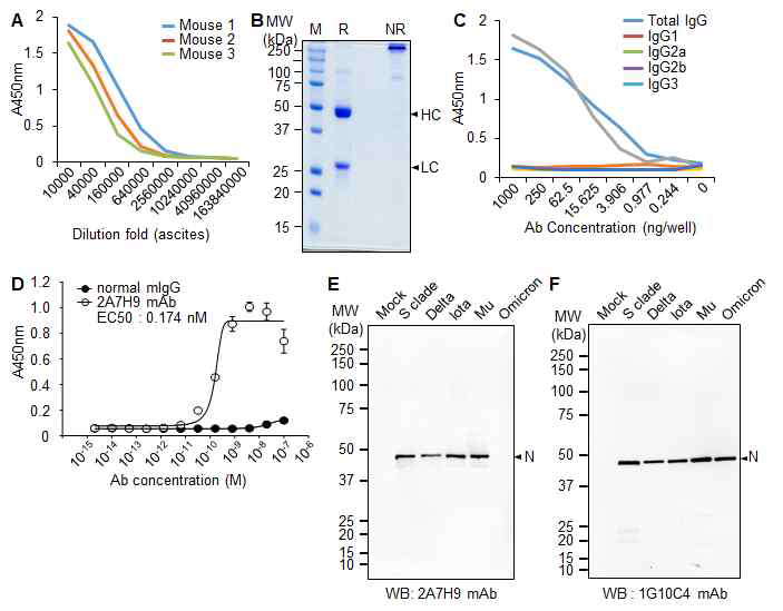 SARS-CoV-2 N 단백질에 특이적인 단일클 론항체(2A7H9 mAb)의 특이성 확인. (A) Ascites 확보. (B) 단일클론항체(2A7H9 mAb)의 정제. (C) 정제한 항 체의 subclass 확인. (D) 정제한 항체의 항원 결합력 확인. (E) 정제한 항체(2A7H9 mAb)가 SARS-CoV-2 변이주들의 N에 특이적으로 결합함 확인한 Western blotting. (F) 정제한 항체(1G10C4 mAb)가 SARS-CoV-2 변이주들의 N에 특이적으로 결합함 확 인한 Western blotting.