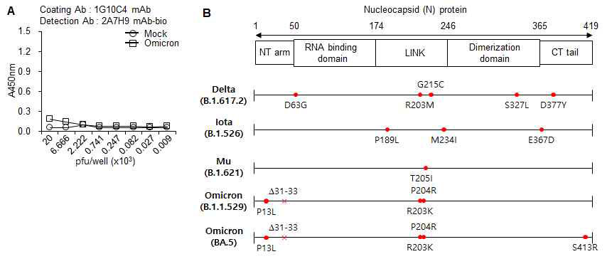 SARS-CoV-2 변이바이러스 들의 N 단백질에서의 돌연변이를 분석 및 항체의 결합 특성 분석