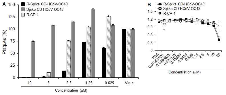(A) 세포투과성 HCoV-OC43 Spike CD 펩타이 드가 HCoV-OC43의 증식을 억제함을 확인한 프라크 감소 측 정법 실험 결과. (B) CCK-8을 이용한 세포독성 평가 결과. R-Spike CD HCoV-OC43; 세포투과성 HCoV-OC43 Spike CD 펩타이드.