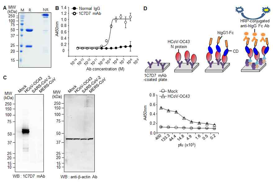 (A) HCoV-OC43 N 단백질에 특이적 인 단일클론항체(1G10C4 mAb)의 정제. (B) ELISA를 결합력 측정. (C) Western blotting을 통한 특이성 확인. (D) HCoV-OC43 바이러스를 lysis 시킨 후에, 단일클론항체를 이용하여 HCoV-OC43 Spike CD-Fc 재조합 단백질의 상 호작용을 확인한 ELISA 결과.