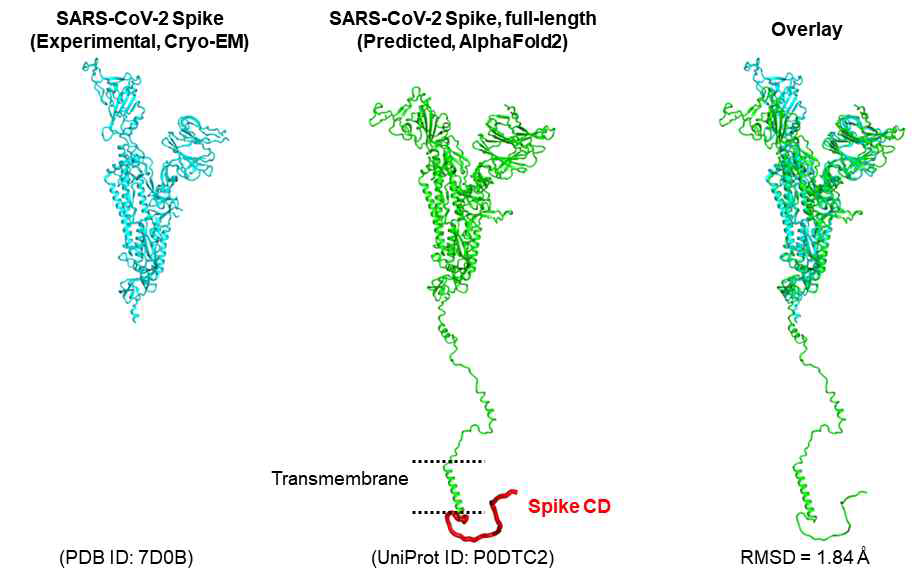 SARS-CoV-2 S 단백질 단량체의 구 조 모델링 결과. 왼쪽부터 SARS-CoV-2 S 단 백질의 실험적으로 결정된 일부 구조(PDB ID: 7D0B, Cryo-EM, 해상도 3.90 Å), SARS-CoV-2 S 단백질의 전체 서열에 해당하 는 예측된 구조(UniProt ID: P0DTC2, AlphaFold2), 실험적 구조와 제시한 구조의 비교 (RMSD: 1.84 Å)