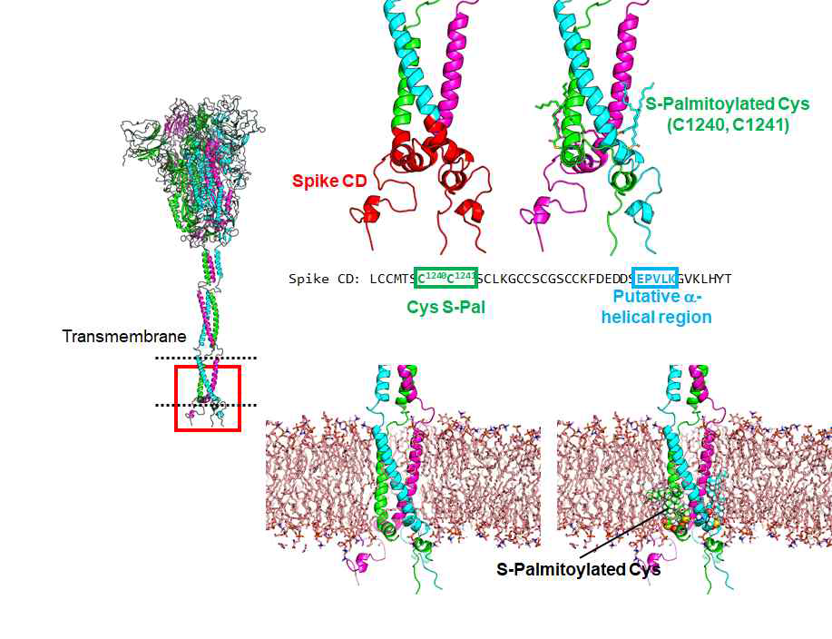 SARS-CoV-2 S 단백질 전체 서열 삼량체 구조 모델. TM 도메인을 점선으로 표시 함. Spike CD 부분은 빨간색으로 강조함. S-Palmitoylated Cys를 표시하였고, 지질 이중 층 막 내에서의 위치를 확인함. Spike CD 말단의 잠재적인 α-helix 영역을 확인함.