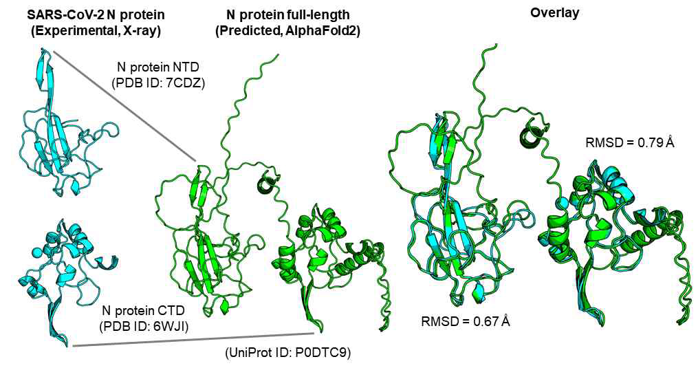 SARS-CoV-2 N 단백질 전체 서열 단량체 구조 모델(UniProt ID: P0DTC9, AlphaFold2). 실험적으로 결정된 N 단백질의 일부 구조인 NTD (PDB ID: 7CDZ) 및 CTD (6WJI) 구조 정보와 비교함.