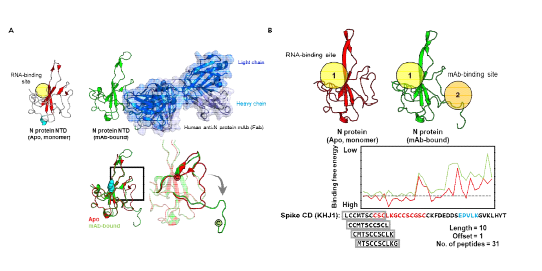 SARS-CoV-2 N 단 백질 NTD와 Spike CD의 분자 모델링 결과. (A) N 단백질 NTD의 RNA 결합 부위와 항체 결합 부위의 단백질 이차 구조 분석 결과. (B) N 단백질 NTD 에 대한 Spike CD의 아미노산 서열별 분자 모델링 분석 결과. N 단백질 NTD apo 형태(빨간 색)와 항체 결합 형태(초록색)에 대한 아미노산 서열별 결합 자 유 에너지를 도표로 나타냄.