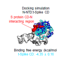 N-NTD와 t-Spike CD 펩타 이드의 도킹 시뮬레이션 결과. N-NTD가 S 단백질과 상호작용하는 영역에 대하여 t-Spike CD 및 t-Spike CD(D) 펩타이 드의 도킹 시뮬레이션을 수행함. 각 펩타 이드의 평균 결합 자유 에너지를 표시함.