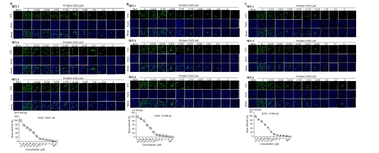 R-t-Spike CD(D)의 냉동 보관, 장기보존시험(3개월), 가속시험(3개월) 시료의 SARS-CoV-2 N 단 백질 발현 저해 효과 확인. SARS-CoV-2가 감염된 Vero 세포주에 ICH Q1A(R2) 기준에 따라 3개월 간 보관한 R-t-Spike CD를 다양한 농도로 처리하고 48시간 후 SARS-CoV-2 N 단백질의 발현을 면역형광법으로 염색하 여 공초점 현미경으로 관찰함. (A) -20oC 보존. (B) 4oC 보존. (C) 25oC 보존