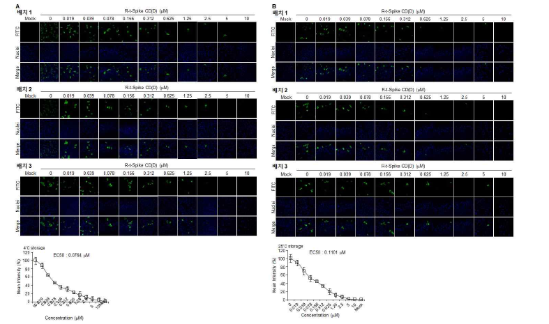 R-t-Spike CD(D)의 장기보존시험(6개월), 가속시험(6개월) 시료의 SARS-CoV-2 N 단백질 발현 저 해 효과 확인. SARS-CoV-2가 감염된 Vero 세포주에 ICH Q1A(R2) 기준에 따라 6개월 간 보관한 R-Spike CD 를 다양한 농도로 처리하고 48시간 후 SARS-CoV-2 N 단백질의 발현을 면역 형광법으로 염색하여 공초점 현미 경으로 관찰함. (A) -20oC 보존. (B) 25oC 보존