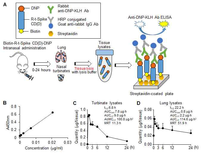 Biotin-R-Spike CD-DNP의 농도별, 시간별 비강내 투여에 의한 생체내 안정성 평가. Biotin-R-Spike CD-DNP를 K18-hACE2 transgenic 마우스에 농도별 및 시간별로 비강내 투여 후 균질화된 조직 상층액을 획득하여 항 DNP 항체로 ELISA를 하여 조직내 펩타이드 잔류 량을 검출함.