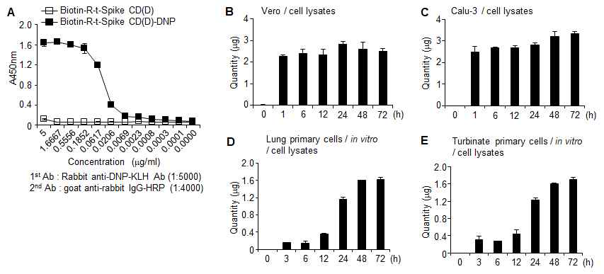 Biotin-R-t-Spike CD(D)-DNP의 처리에 의한 시간 별 세포내 침투 효과 평가. Biotin-R-t-Spike CD(D)-DNP 를 Vero, Calu-3 세포주와 K18-hACE2 transgenic 마우스에 서 분리한 폐조직, 비강 조직 primary 세포에 처리하고 시간별로 균질화된 세포 파쇄 상층액을 획득 하여 항-DNP 항체로 ELISA를 하 여 세포내에 침투한 펩타이드를 정 량적으로 검출함.