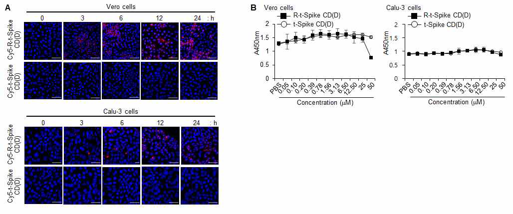 R-t-Spike CD(D) 펩타이드의 세포 투과성 및 세포독성 평가. 세포투과성 SARS-CoV-2 Spike CD 펩타이드에 Cy5를 결합시키고 Vero cell (A) 및 Calu-3 (B) 세포주에 투여하고 일정시간 간격으로 펩타이드의 세포 투과를 confocal image로 분석한 결과. (C) CCK-8을 이용한 세포독성 평가한 결과.