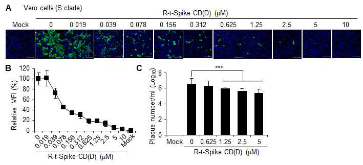 (A) Vero 세포주에 0.1 MOI의 SARS-CoV-2 S clade(wild type)를 감염시키고 (n=3) 3 시간 후에 세포투과성 R-t-Spike CD(D) 펩타이드를 농도별로 처리하고 42 시간 후에 N 단백질을 confocal image로 분 석하여 EC50를 확인한 결과. (B) 형광이미지 분석. MFI, Mean Fluorescence Intensity. (C) Vero 세포주에 0.1 MOI의 SARS-CoV-2를 감염시키고 (n=3) 3 시간 후에 세포투과성 R-t-Spike CD(D) 펩타이드를 농도별 로 처리하고 42 시간 후에 바이러스의 생산량을 plaque assay로 확인한 결과.