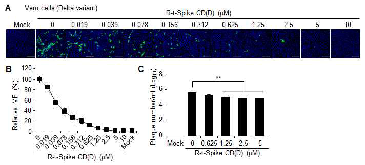 (A) Vero 세포주에 0.1 MOI의 SARS-CoV-2 델타변이주를 감염시키고 (n=3) 3 시간 후에 세포투과 성 R-t-Spike CD(D) 펩타이드를 농도별로 처리하고 42 시간 후에 N 단백질을 confocal image로 분석하여 EC50를 확인한 결과. (B) 형광이미지 분석. MFI, Mean Fluorescence Intensity. (C) Vero 세포주에 0.1 MOI 의 SARS-CoV-2를 감염시키고 (n=3) 3 시간 후에 세포투과성 R-t-Spike CD(D) 펩타이드를 농도별로 처리 하고 42 시간 후에 바이러스의 생산량을 plaque assay로 확인한 결과.