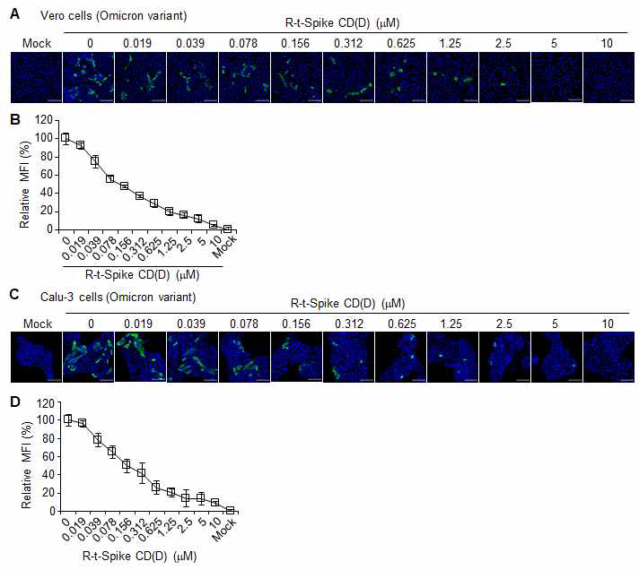 (A) Vero 세포주 및 (C) Calu-3 세포주에 0.1 MOI의 SARS-CoV-2 오미크론변이주를 감염시키 고 (n=3) 3 시간 후에 세포투과성 R-t-Spike CD(D) 펩타이드를 농도별로 처리하고 42 시간 후에 N 단백질을 confocal image로 분석하여 EC50를 확인 한 결과. (B,D) 형광이미지 분석. MFI, Mean Fluorescence Intensity.