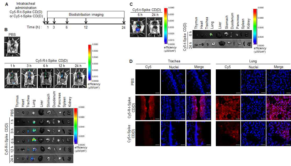 Cy5가 탐침된 R-t-Spike CD(D) 및 t-Spike CD(D) 펩타이드를 기도내 투여하고 24 시간 동안 IVIS image 분석을 통하여 확인한 실험.