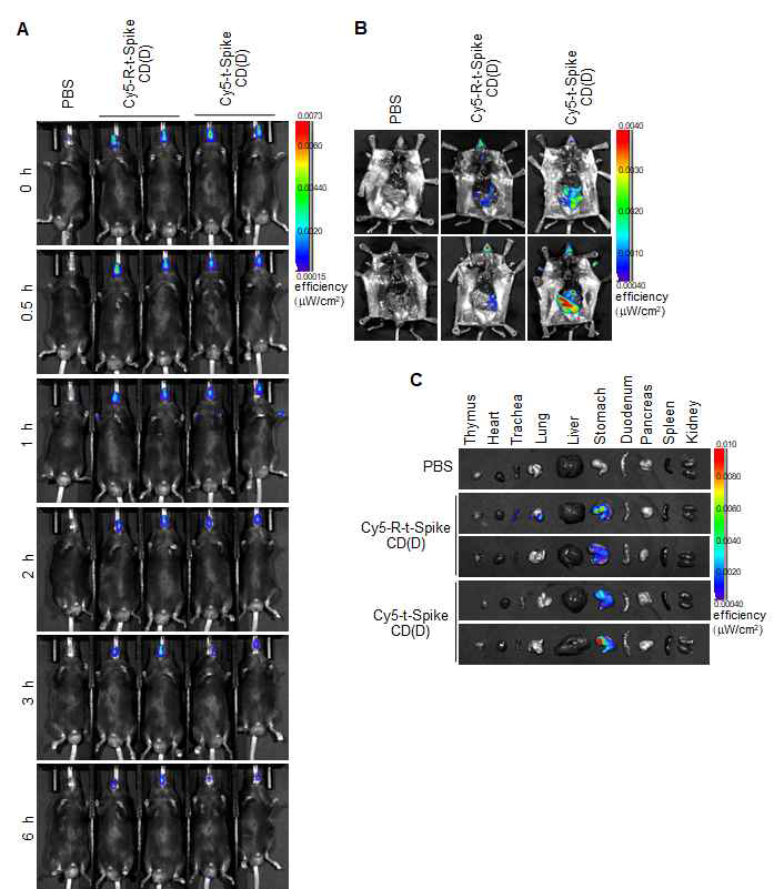 Cy5가 탐침된 R-t-Spike CD(D) 및 t-Spike CD(D) 펩타이드를 비강내 투여하고 6 시간 동안 IVIS image 분석을 통하여 확인한 실 험.