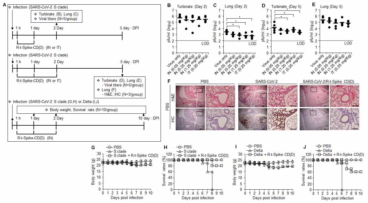 hACE2 Tg mouse에서 세포투과성 R-t-Spike CD(D) 펩타이드에 의한 SARS-CoV-2 감염 억제 효 능 평가. (A) 실험 모식도. (B-E) SARS-CoV-2 S clade(wild type, 3×104pfu/mouse)를 마우스에(n=5/group) 감염 시키고 1시간 후에 R-t-Spike CD(D) 펩타이드를 intratrachea(IT) 또는 비강(IN) 투여하고, 매일 1회 투여 하였음. SARS-CoV-2 감염 2일 후(B,C) 및 5일 후(D,E)에 turbinate homogenates(B,D) 와 lung homogenates(C,E) 에서 plaque formation assays를 통하여 바이러스의 titer를 확인하였음. (F) SARS-CoV-2 로 감염시키고(n=3/group) R-t-Spike CD(D) 펩타이드를 3회 비강내 투여하고 5일 후에 폐 조직을 적출하여 H right column each mouse, 25μm. (G-J) K18-hACE2 Tg 마우스에 (n=10/group) SARS-CoV-2 S clade (3×104pfu/mouse)(G, H) 또는 SARS-CoV-2 delta variant (1×104pfu/mouse)를 감염 시키고 R-t-Spike CD(D) 펩타이드를 3회 비강내 투여하고 5일 후에 Body weight (G,I) 및 Survival rate(H,J)을 측정하였음.