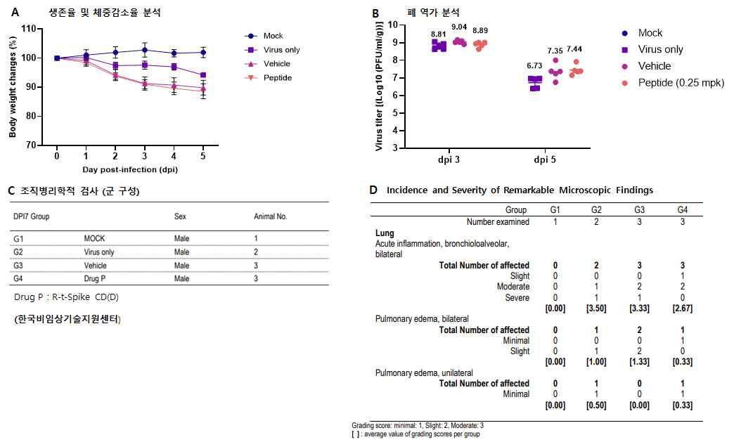 햄스터에서 세포투과성 R-t-Spike CD(D) 펩타이드 비강투여에 의한 SARS-CoV-2 감염 억제 효능 평가. SARS-CoV-2 S clade(wild type)를 감염 시키고 1시간 후에 R-t-Spike CD(D) 펩타이드를 비강 (intranasal(IN)) 투여하고, 매일 1회씩 3일 투여하였고 셍존율과 몸무게 변화를 관찰하였음(A). SARS-CoV-2 감 염 5일 후에 lung homogenates에서 plaque formation assays를 통하여 바이러스의 titer를 확인하였음(B). (C,D) SARS-CoV-2로 감염시키고 R-t-Spike CD(D) 펩타이드를 3회 기도내 투여하고 5일 후에 폐 조직을 적 출하여 H&E 염색 후 병변을 관찰한 결과.