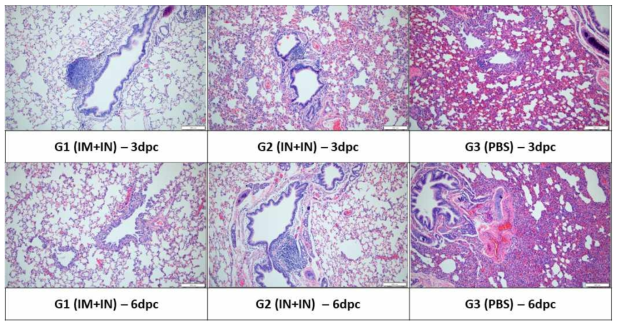 공격접종 후 3, 6일 후 그룹별 폐 조직 염색 사진 (haematoxylin and eosin stain)