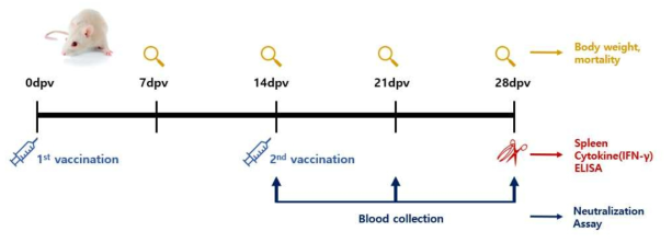 마우스를 이용한 COVID-19 항원 및 어쥬번트별 효능 시험 모식도