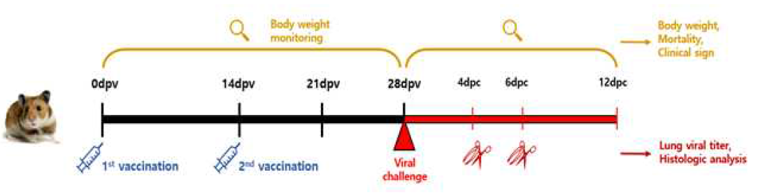 햄스터를 이용한 SARS-CoV-2백신 효능시험 모식도