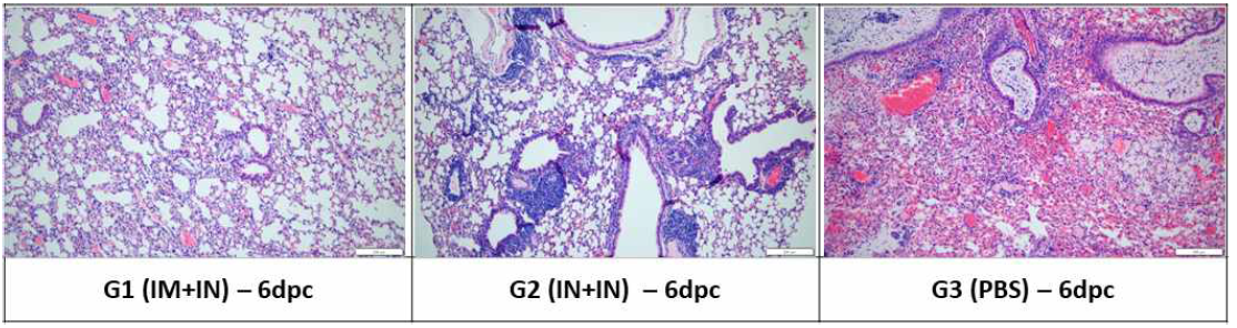 공격접종 후 6일 후 그룹별 폐 조직 염색 사진 (haematoxylin and eosin stain)