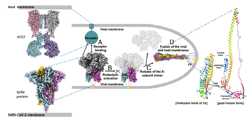 SARS-CoV-2 바이러스의 감염 기전 (출처: Alexandra C. W. et al. PNAS 2017, 바이오노트 수정)