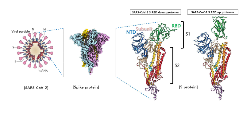 Spike 단백질의 구성 및 구조(출처: Daniel W.et al. Science 2020, 바이오노트 수정)
