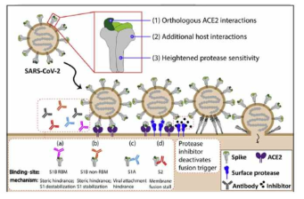 SAR-CoV-2 감염을 예방할 수 있는 anti-viral antibody의 예시 (Enya Qing et al. 2020) 및 spike protein 구조 (출처: Daniel Wrapp et al. Trend Immunol. 2020)