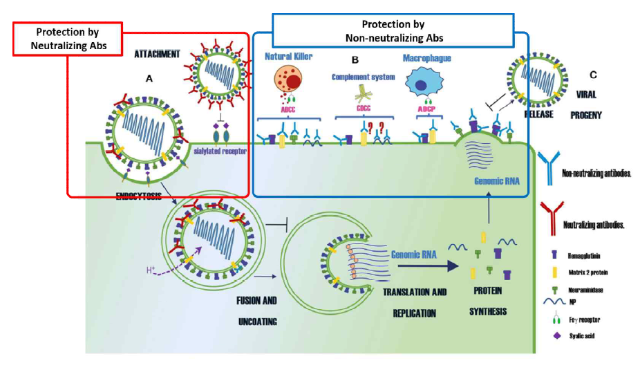 바이러스 단백질 별 neutralizing과 non-neutralizing 항체 생성 메카니즘 (출처: Herbey O. P et al. Front. Immunol. 2019)