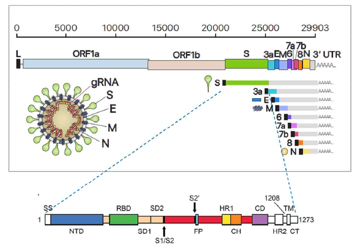 SARS-CoV-2 바이러스 genome 구조 (출처: Dongwan K. et al. Cell, 2020; Daniel Wrapp et al. Science, 2020)