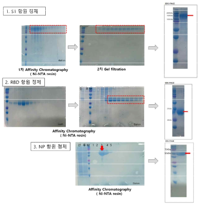 1차 공급 항원 단백질 발현 및 정제 결과
