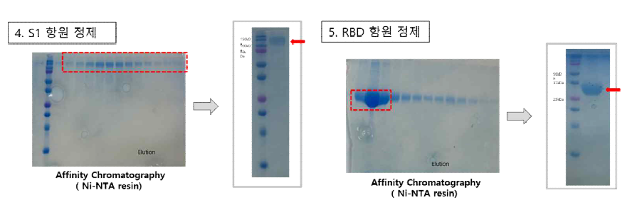 2차 공급 항원 단백질 발현 및 정제 결과