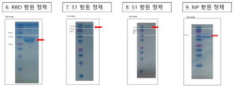 3차 공급 항원 단백질 발현 및 정제 결과