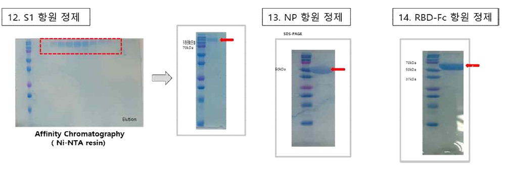 5차 공급 항원 단백질 발현 및 정제 결과