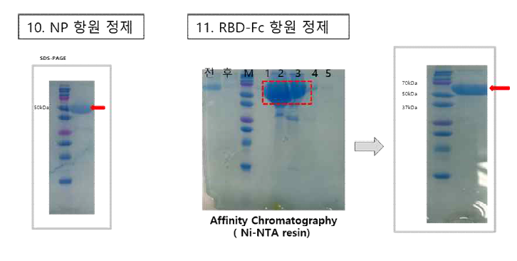 4차 공급 항원 단백질 발현 및 정제 결과