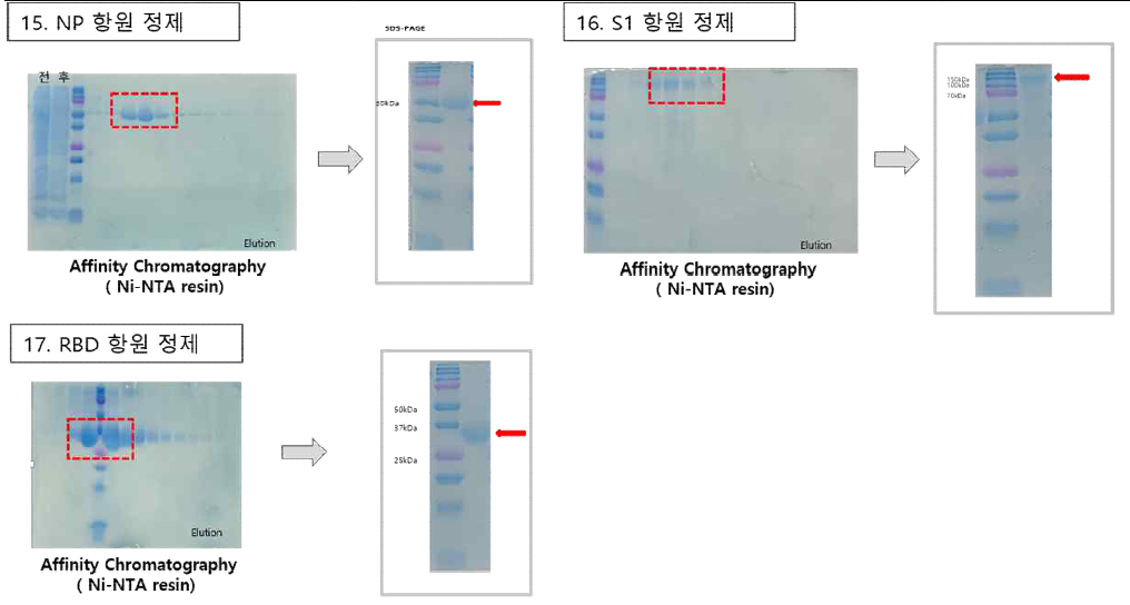 6차 공급 항원 단백질 발현 및 정제 결과