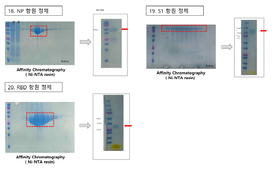 7차 공급 항원 단백질 발현 및 정제 결과