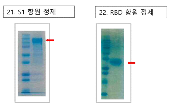 8차 공급 항원 단백질 발현 및 정제 결과