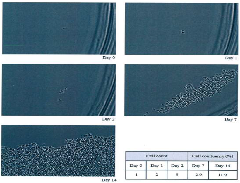 7C8 clone의 monoclonality test 결과