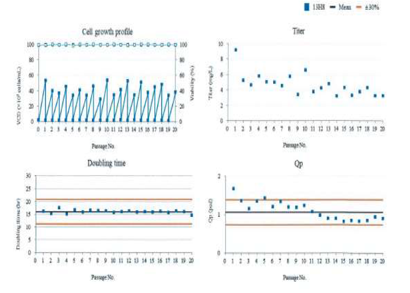 13H8 clone의 안정성 test 결과